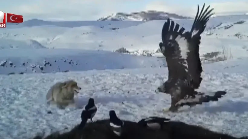 Leşin başına toplandılar! Kartal ve tilki karşı karşıya 🦅 🦊