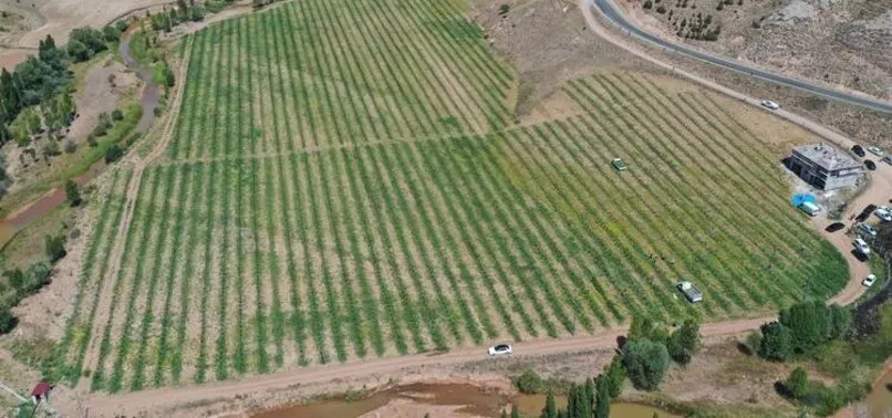 Sivas'ta deneme üretimi yapıldı ve tam 150 karpuz hasadı yapıldı