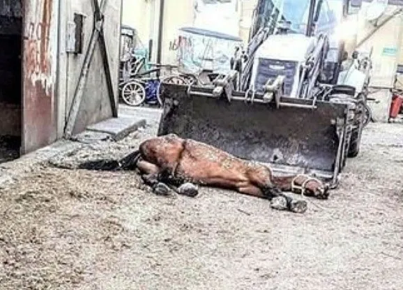 CHP'nin sahip çıkamadığı atlar TBMM komisyonunda konuşuldu! CHP ve Murat Ongun çığlıkları yok saydı - 4