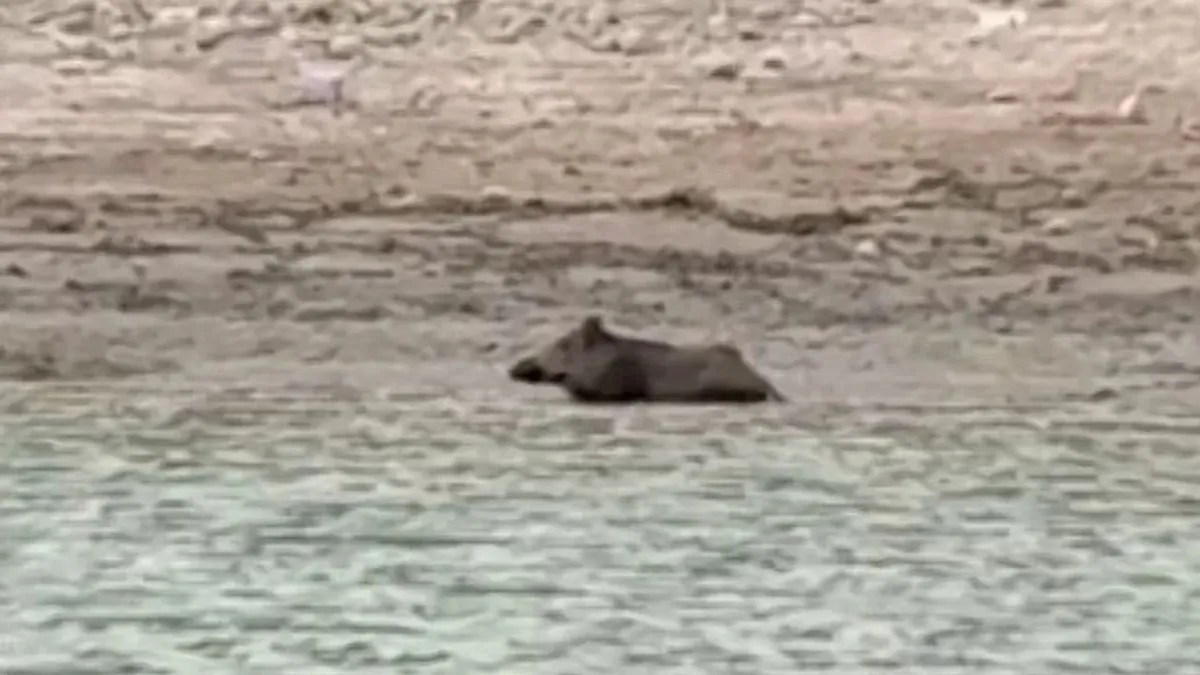 Sıcaktan bunalan yaban domuzu gölde serinledi