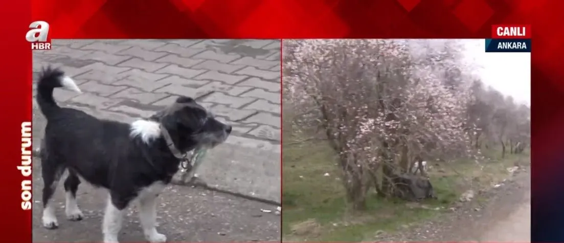 son dakika yine ankara yine kopek katliami