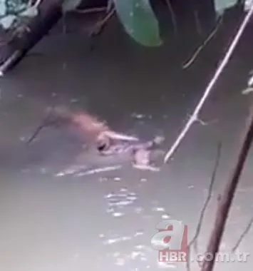 Kızgın boğa sahibine dehşeti yaşattı! 800 kiloluk Mosso böyle saldırdı 🐂 21