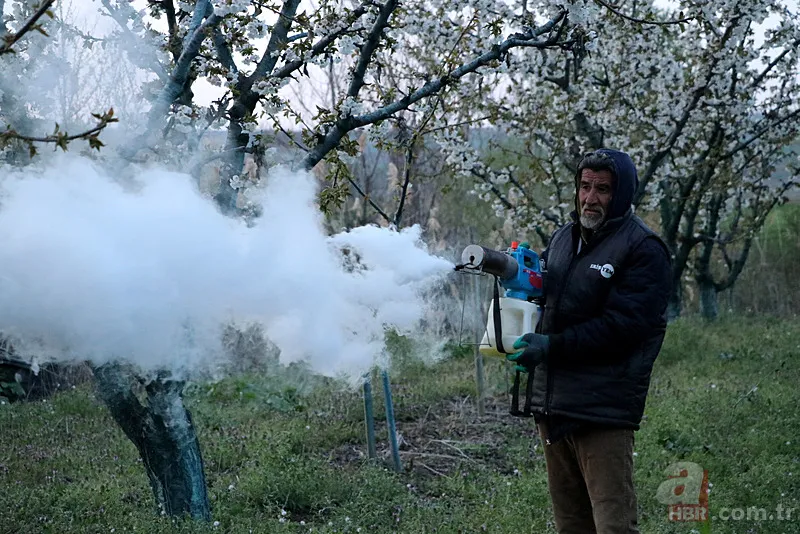 Şehir şehir zarar gören ürünler listesi: Fındık, Ceviz, Kiraz... Türkiye'de Zirai Don Haritası ortaya çıktı! 24