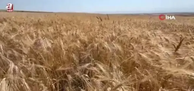 Kars'ta Ata tohumu arpa ile bereket fışkırdı: Çiftçinin yüzü güldü