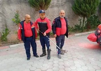 Osmaniye’de yılan paniği!