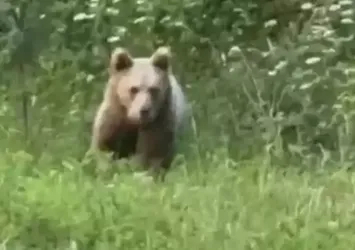 Bartın'da bahçeye gelen ayı görüntülendi