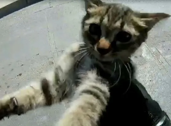 gaziantepte-kedi-vahseti-sorusturma-baslatildi-1664630254957.jpg Gaziantep’te kedi vahşeti! Soruşturma başlatıldı - 2
