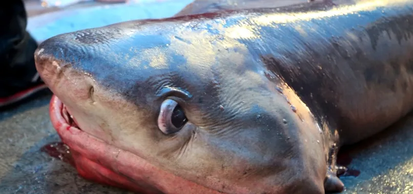 Akdeniz'in en büyük köpek balığı yakalandı