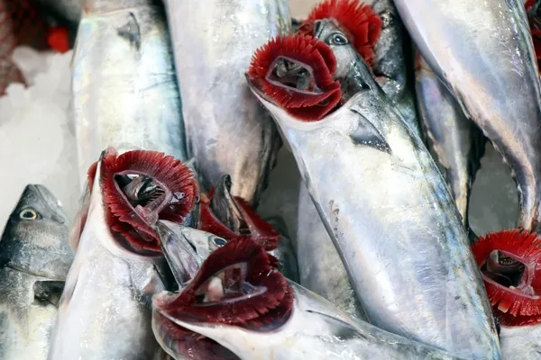 Balıkseverlere müjde! Yarım kiloluk palamut 15 lira