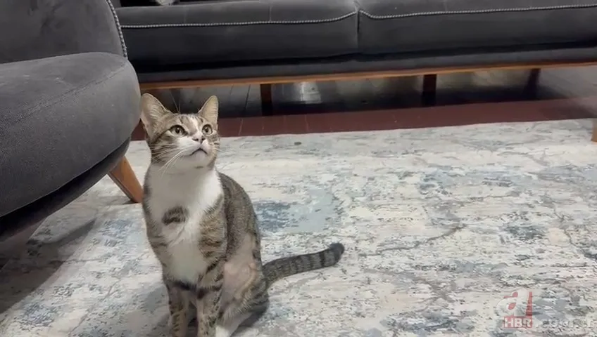 Kedinin midesindeki vantuz 4 yıl sonra fark edildi 3