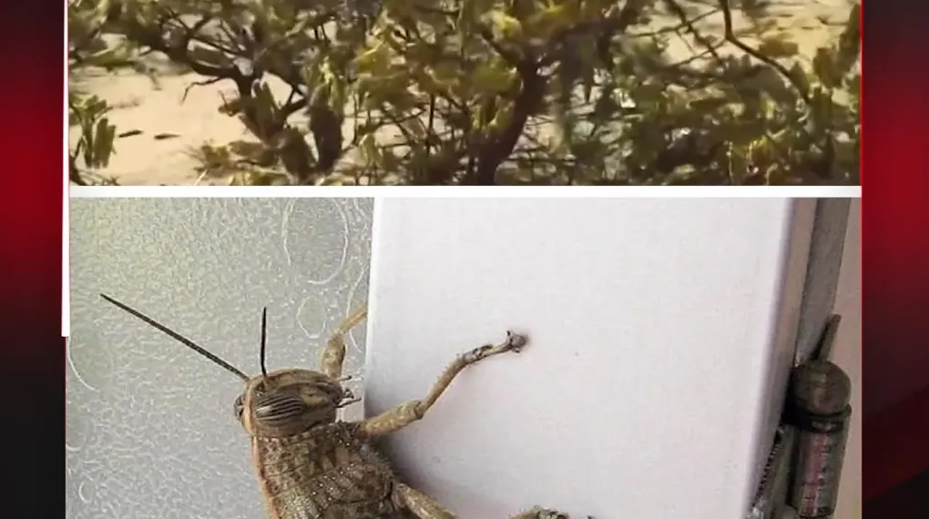 ÇEKİRGE İSTİLASI BAŞLADI