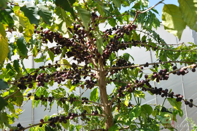 Türkiye’de bir ilk! Tropikal bahçede kahve meyvesi yetiştirdi, kilosunu 400 TL'den satıyor 6