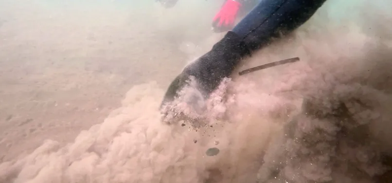 Orman yangınları denizleri de vurdu! Canlı sayısı azaldı