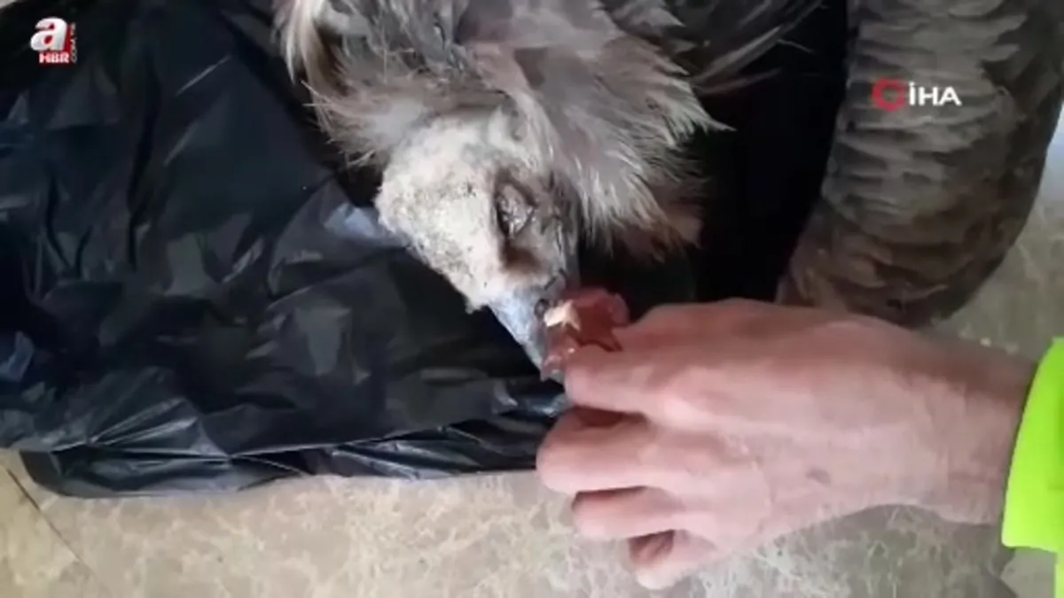 Bolu'da ölmek üzere olan yaralı akbabanın yardımına jandarma yetişti