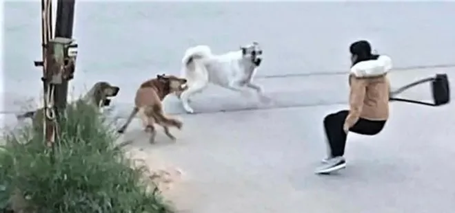 Başıboş köpekler genç kıza saldırdı! Yardımına son anda yetişti