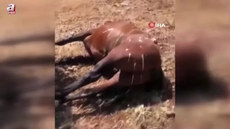 Batman’da Yabani Yılkı Atı Ölümleri