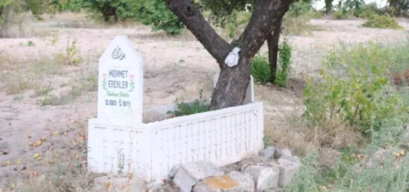 Mezardaki ağaçtan her yıl 600 kilo elma toplanıyor