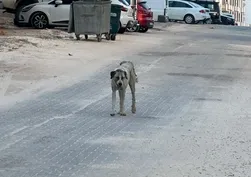 Şanlıurfa'da sokak köpeği çocuğa saldırdı!