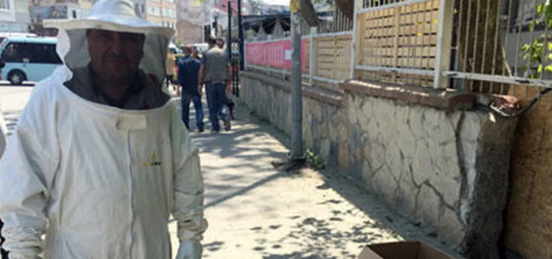 Kadıköy'ü arılar istila etti
