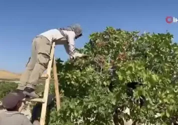 Yeşil altında yüksek rekolte, düşük fiyat