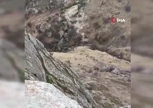 Sürü halinde ortaya çıktılar