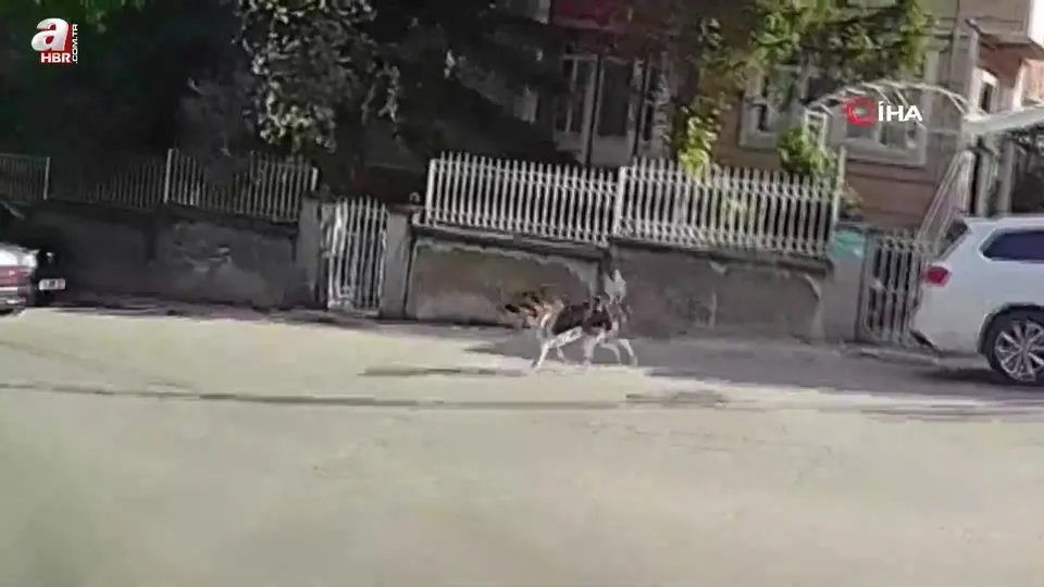 Başıboş köpek tavuğu alıp kaçtı