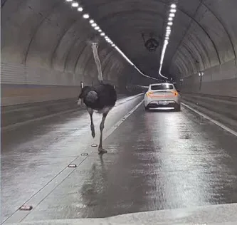 Polis kovaladıkça o kaçtı! Kilometrelerce böyle koştu... Anormal davranışlarının nedeni dikkat çekti