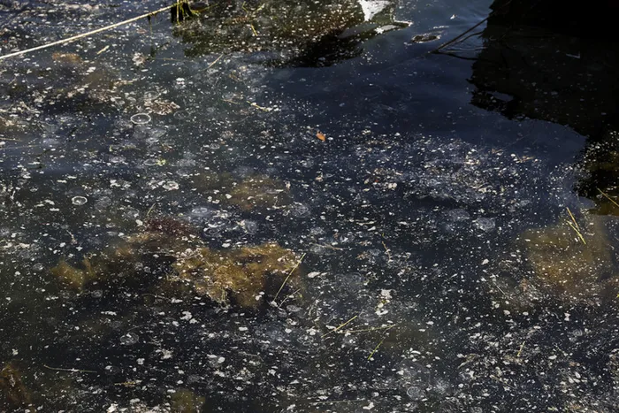 bogazda-musilaj-alarmi-oltalara-yapisiyor-aglari-parcaliyor-1744575532221.jpg FOTOĞRAF: AA