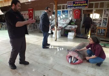 Mersin'de 4 metrelik köpek balığı yakalandı