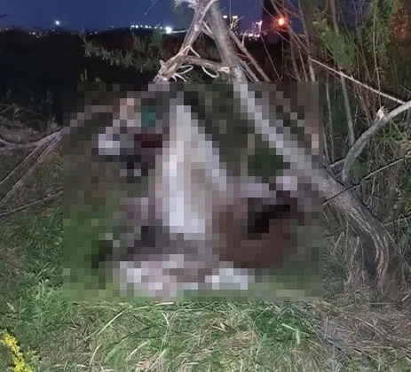 1686556320331.jpg Ankara’da kan donduran vahşet! 17 köpek ağaca asılmış halde bulundu - 3