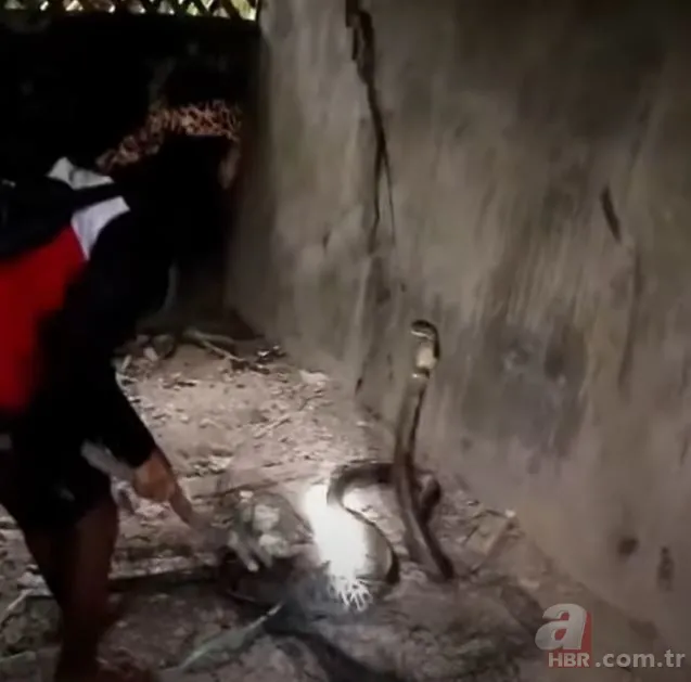 Eve giren kobra yılanıyla ölüm dansı yaptı! Tansiyon çıkaran anlar... 7