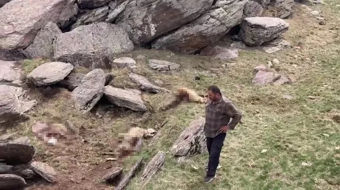 Kurt saldırdı! Onlarcası telef oldu - 1