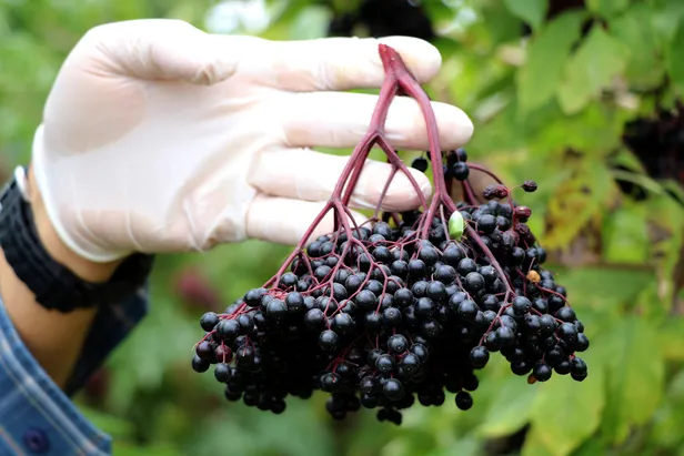 Kilosu 250 TL! Türkiye’nin en pahalı meyvesi Aronya’nın iyi geldiği hastalıklar neler?