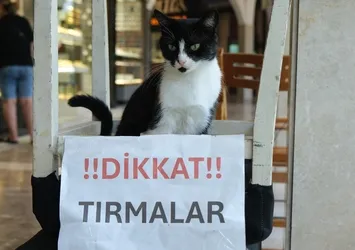 Adana'nın kedisi de asabi