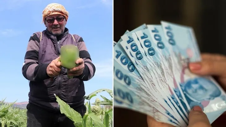 Resmen altın değerinde: Fiyatını duyan tarlasına koşuyor! Soğan salatalığı bırakıp bunu ekiyor