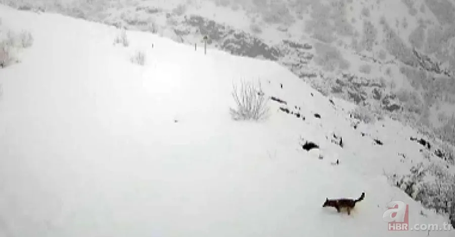 Hayvanlarını beslemek için ahıra giden kadın dehşeti yaşadı 🐄 Kurt birden saldırıp çenesini ısırdı 🐺 10