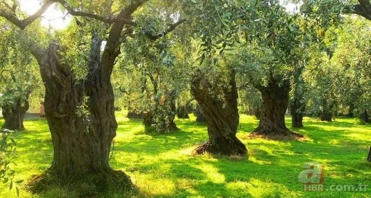 Enerji ve Tabii Kaynaklar Bakanlığı’ndan zeytinliklerle ilgili algı operasyonuna cevap! Zeytin ağaçları ne olacak?