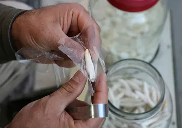 Kenger sakızının kilosu altınla yarışıyor