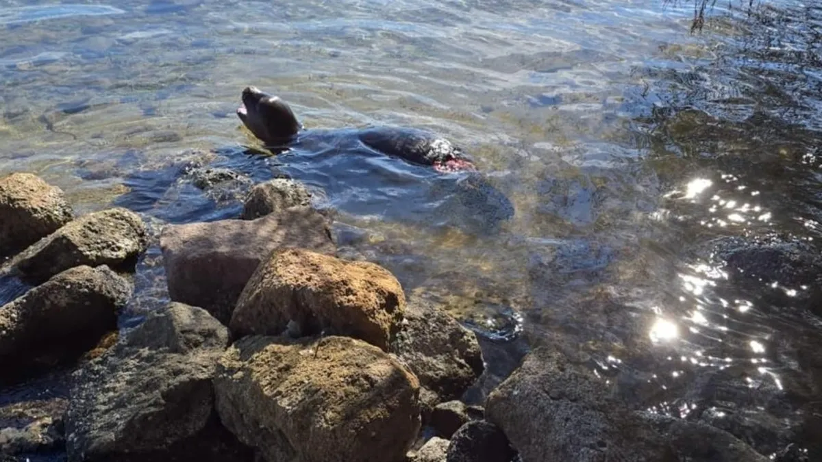 Nesli tükenme tehlikesinde bulunan keşiş foku yaralı halde bulundu