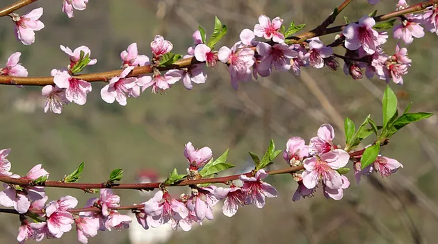 Meyve ağaçları kışın ortasında çiçek açtı