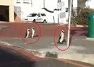Son dakika haberi... Koronavirüs corona virüsü nedeniyle boşalan sokaklarda penguenler geziyor |Video