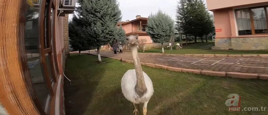 Her gün poğaçalar eksiliyordu! Bakın hırsız kim çıktı? Ne bulsa midesine indiriyor 8