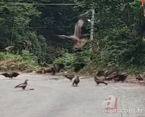 Rize’de sürü halinde ortaya çıktılar! Yavru köpeği mi yediler? 2