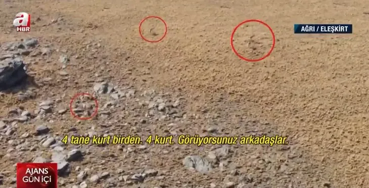 Görüntüler Türkiye'den... Sürü halinde ortaya çıktılar! Çoban drone ile böyle kovaladı