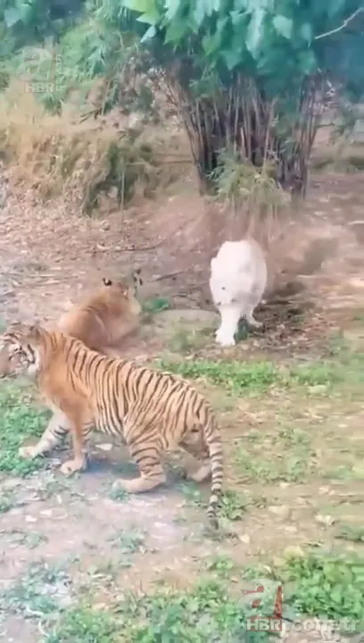 Beyaz aslan ve kaplanın karşılaşması nefesleri kesti! (Aslan Kaplan kavgası) 19