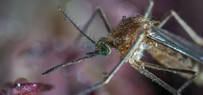 Çin’de 11,15 santimetre uzunluğunda sivrisinek bulundu
