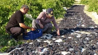 Bin rakımda yetişiyor, kilosu 600 liraya satılıyor! Toptancılar şimdiden peşine düştü