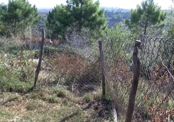 İstanbul'a kurtlar indi! Mahalleliler tedirgin: Tüm hayvanlarım parçalanmış