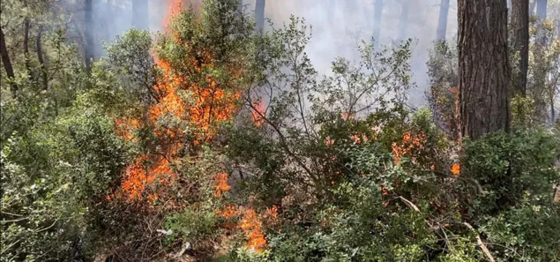Son dakika | İzmir Urla'da orman yangını