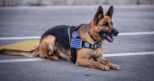 K9 köpekleri koronavirüse karşı eğitiliyor